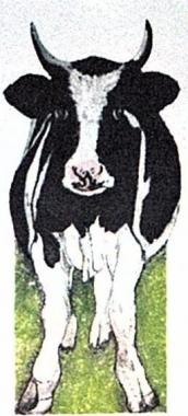 Cow II